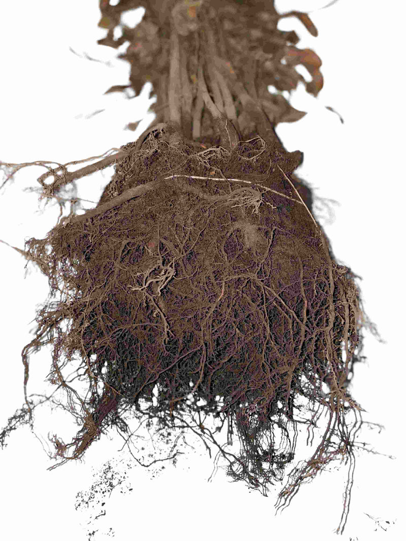 Dunkle Wurzeln der Blutbuche als Wurzelware