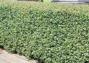 Dicht geschnittener grüner Gemeiner Liguster als Hecke entlang eines gepflasterten Wegs.