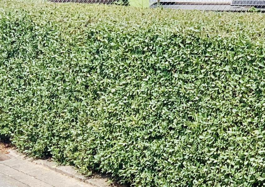 Dicht geschnittener grüner Gemeiner Liguster als Hecke entlang eines gepflasterten Wegs.