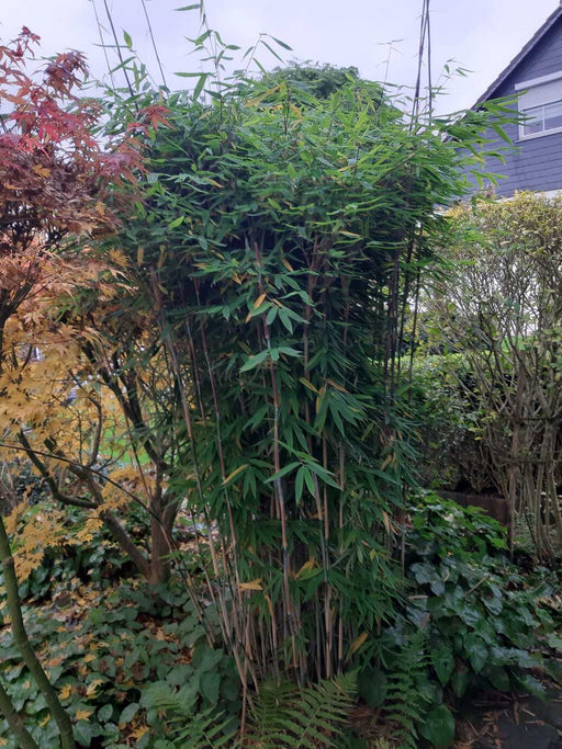 Großer Bambus mit schmalen grünen Blättern in einem Beet vor einem Haus