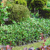 Teppichmispel Radicans Bodendecker Beet