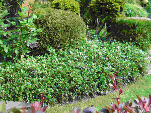 Teppichmispel Radicans - 5er Set im Topfballen