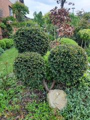 Eibe als Formgehölz rund