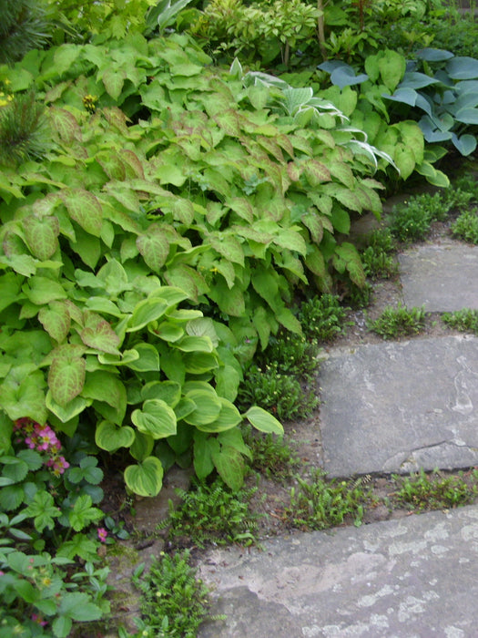 Immergrüne Elfenblume Bodendecker Beet