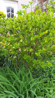 Kleiner GoldligusterStrauch mit gelbgrünen Blättern vor einem Haus