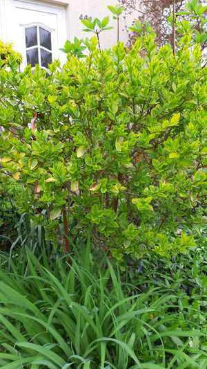 Goldliguster - Topf/Containerpflanzen