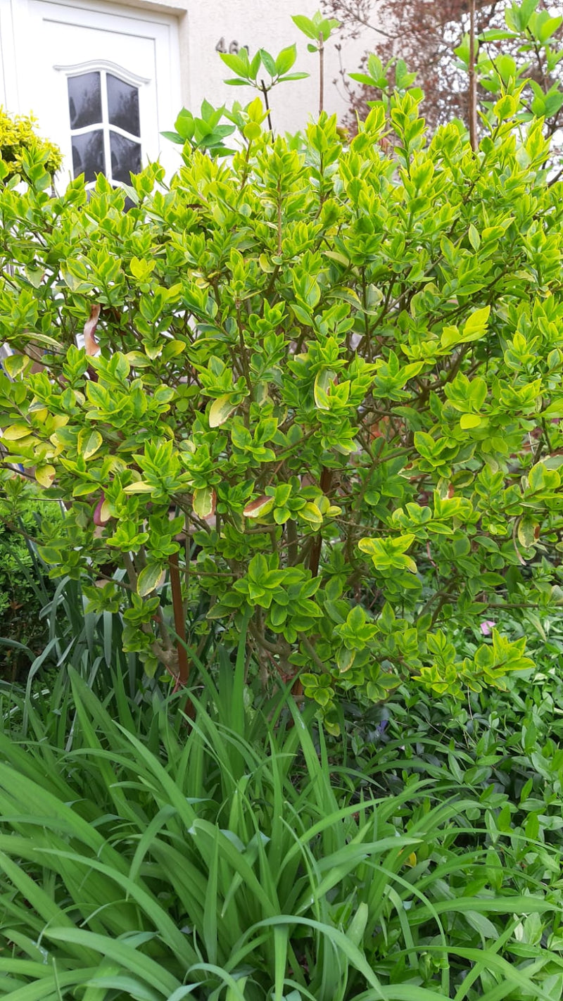 Kleiner GoldligusterStrauch mit gelbgrünen Blättern vor einem Haus