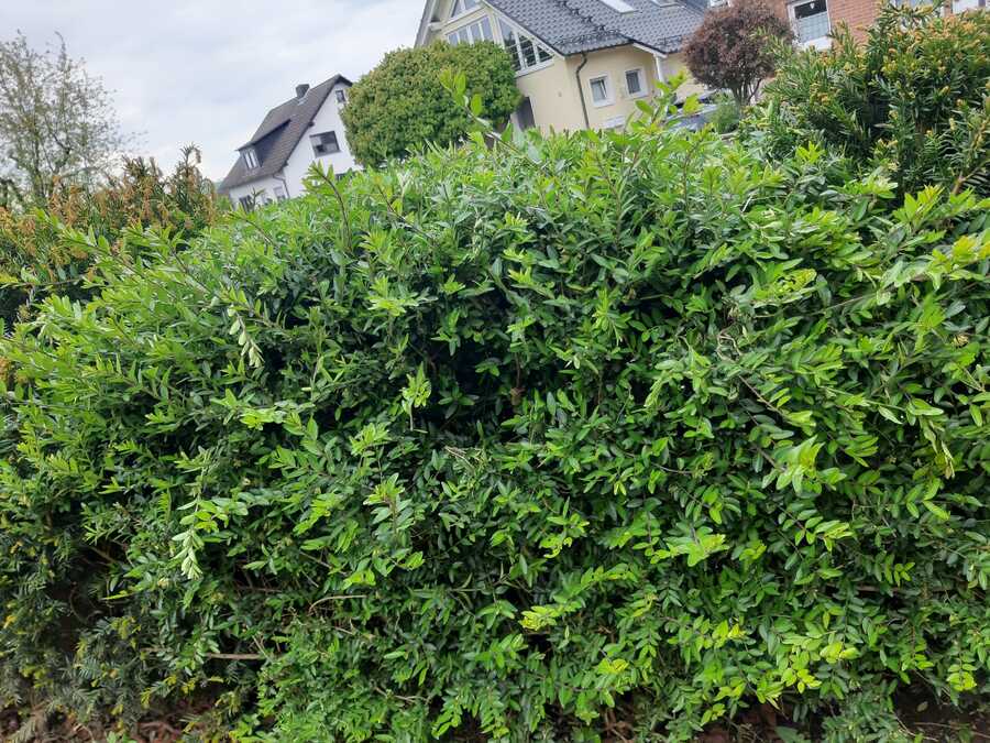Heckenmyrthe Maigrün Bodendecker als niedrige Hecke