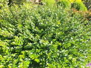 Heckenmyrthe Maigrün kleiner Strauch Bodendecker ganz