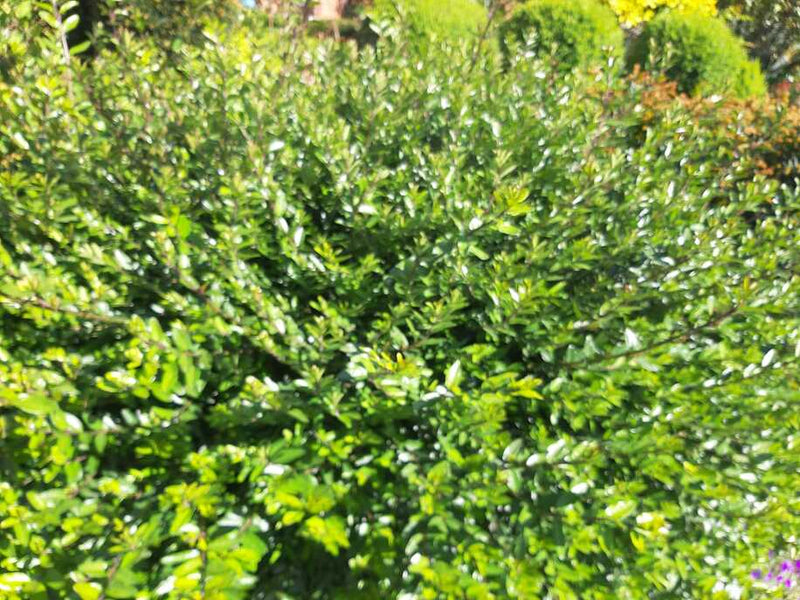 Heckenmyrthe Maigrün kleiner Strauch Bodendecker ganz