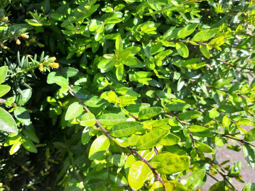Heckenmyrthe Maigrün Zweig mit leuchtend grünen Blättern