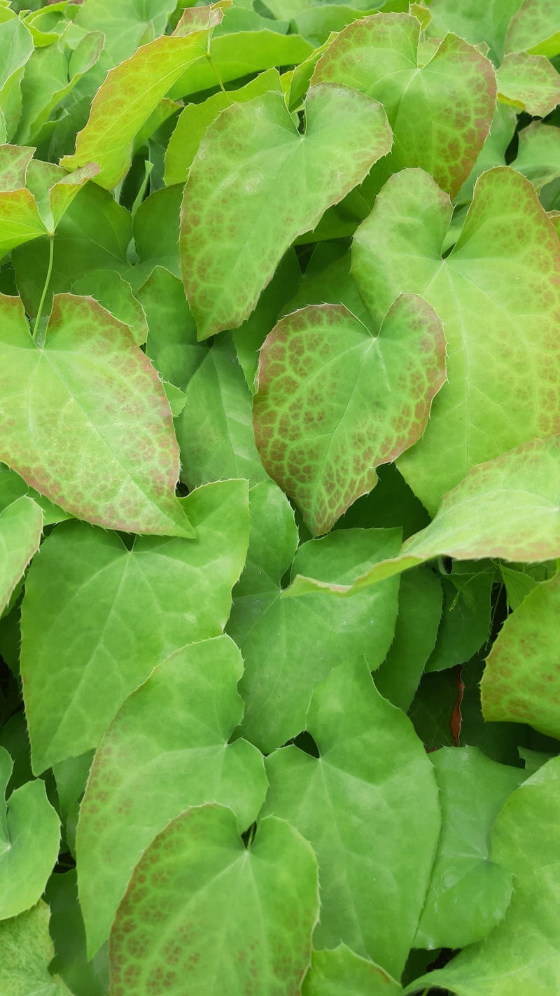 Dichte, hellgrüne, herzförmige Blätter mit rötlichem Rand der immergrünen Elfenblume