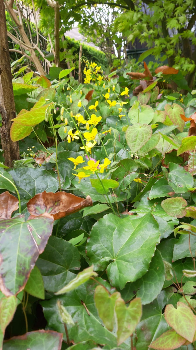 Grüne Blätter und kleine gelbe Blüten der immergrünen Elfenblume