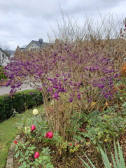 Liebesperlenstrauch gesamt ohne Blätte rund mit lila Früchten in einem Gartenbeet