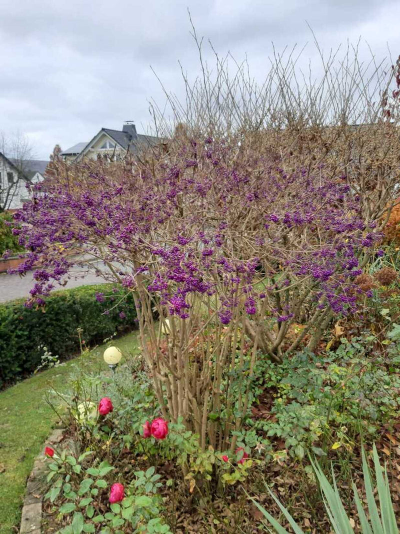 Liebesperlenstrauch gesamt ohne Blätte rund mit lila Früchten in einem Gartenbeet