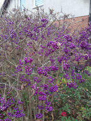 Viele lila Früchte an kahlen Zweigen des Liebesperlenstrauchs vor einem Haus