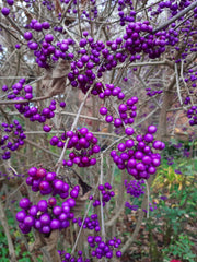 Lila Perlen der Schönfrucht an kahlen Zweigen in Nahaufnahme