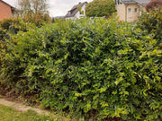 Heckenmyrthe Maigrün als niedrige Hecke in Wohngebiet