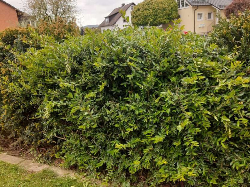 Heckenmyrthe Maigrün als niedrige Hecke in Wohngebiet