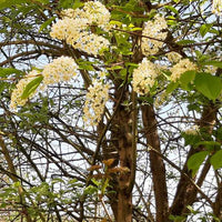 Traubenkirsche Strauch mit Blüten