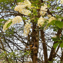 Traubenkirsche Strauch mit Blüten