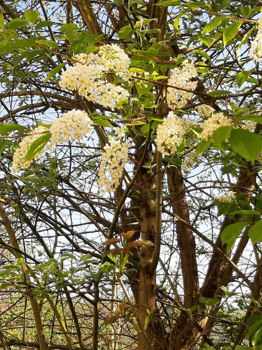 Traubenkirsche Strauch mit Blüten