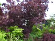 Roter Perückenstrauch ganz