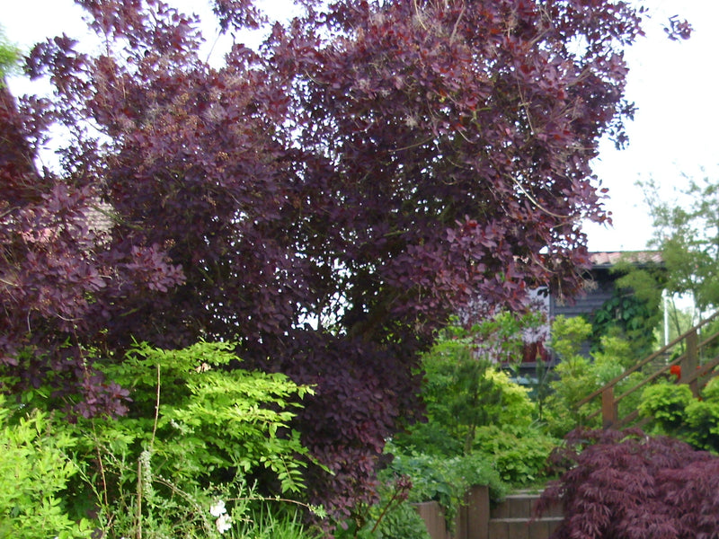 Roter Perückenstrauch ganz