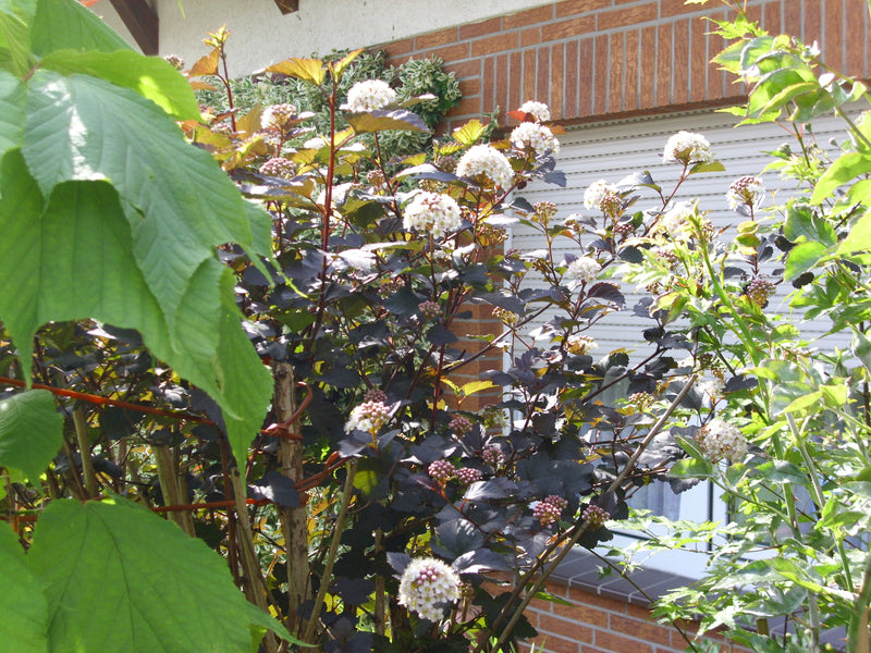 Teufelsstrauch gesamt mit weißen Blüten