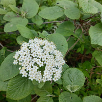 Wolliger Schneeball kleine weißen Blüten