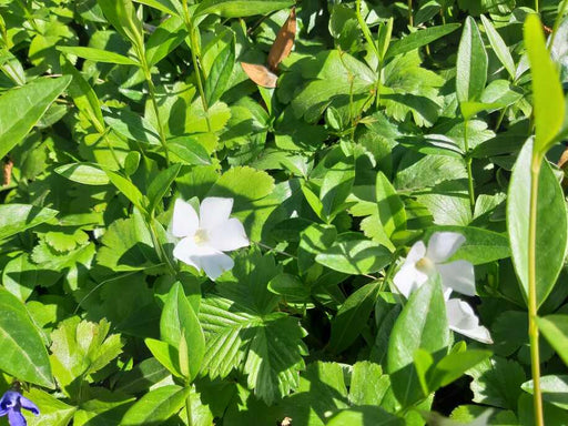 Kleiner Immergrün als Bodendecker mit weißen Blüten in der Sonne