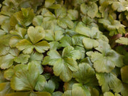 Viele Blätter der Golderdbeere als Bodendecker