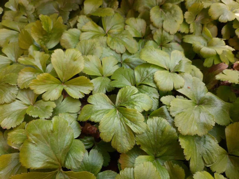 Viele Blätter der Golderdbeere als Bodendecker