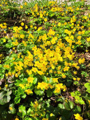 Golderdbeeren Beet Bodendecker