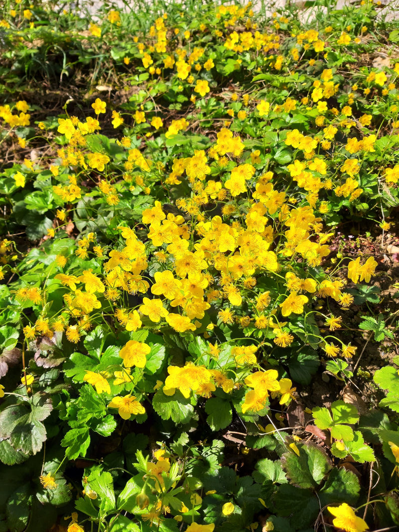 Golderdbeeren Beet Bodendecker