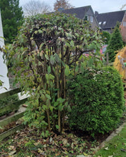 Winterschneeball Dawn als Strauch mit grünen Blättern und kleinen Blüten in einem beet