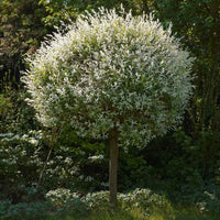 Harlekinweide Blühend als Stämmchen
