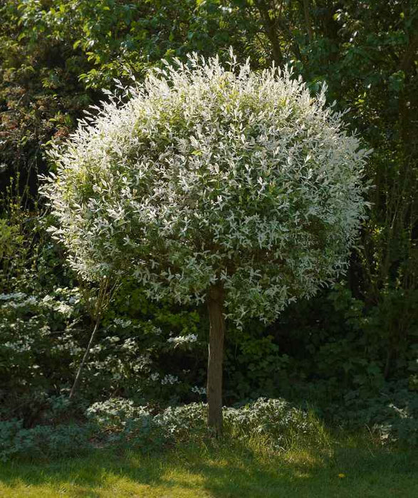 Harlekinweide Blühend als Stämmchen