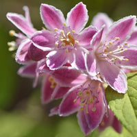 Nahaufnahme von rosa-weißen Blüten des Sternchenstrauch Strawberry Field vor grünem Hintergrund.