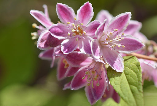 Nahaufnahme von rosa-weißen Blüten des Sternchenstrauch Strawberry Field vor grünem Hintergrund.