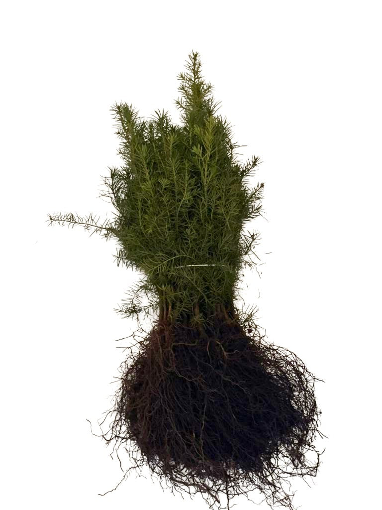 Ein Bund Douglasien als Wurzelware