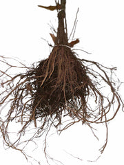 Wurzeln der Edelkastanie als Wurzelware