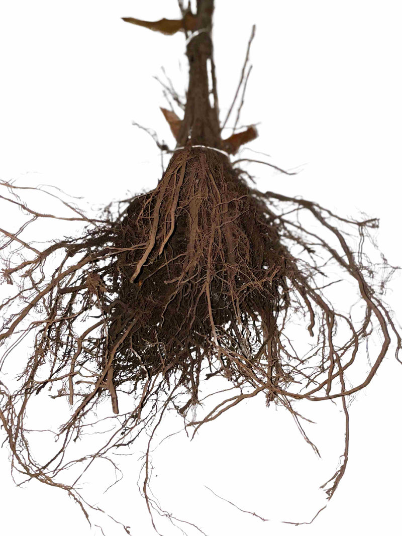 Wurzeln der Edelkastanie als Wurzelware