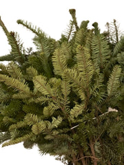 Grüne Nadeln der Edeltanne als Wurzelware