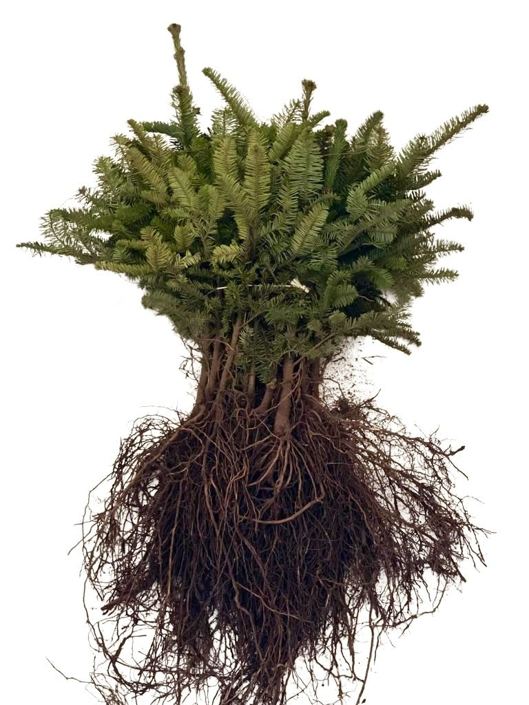 Bund Edeltanne als Wurzelware mit grünen nadeln vor weißem Hintergrund