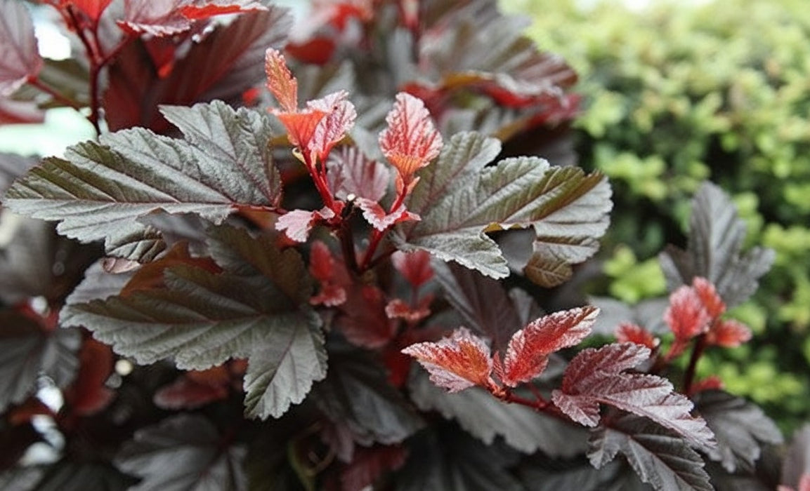 Fasanenspiere Little Angel mit dunkelroten Blättern und jungen, hellroten Trieben vor unscharf grünem Hintergrund.