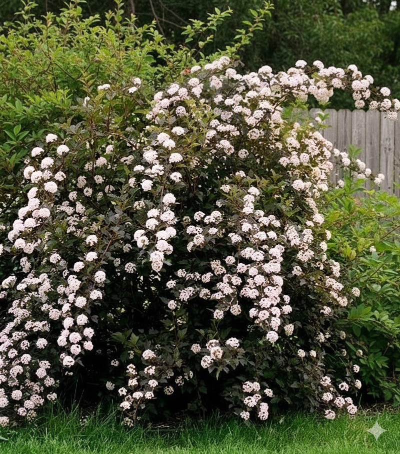 Fasanenspiere Summer Wine mit dunkelrotem Laub und zahlreichen weißen Blütendolden in einem Garten vor Holzzaun.