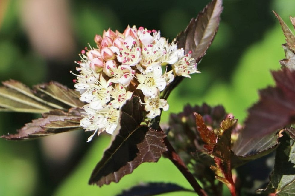 Blühende weiße Blüten mit roten Staubgefäßen und dunkelrote Blätter der Fasanenspiere Summer Wine vor grünem Hintergrund.