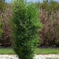 Farnblättiger Säulen-Faulbaum Fine Line mit schlanker, dichter grüner Belaubung in sonniger Gartenanlage.
