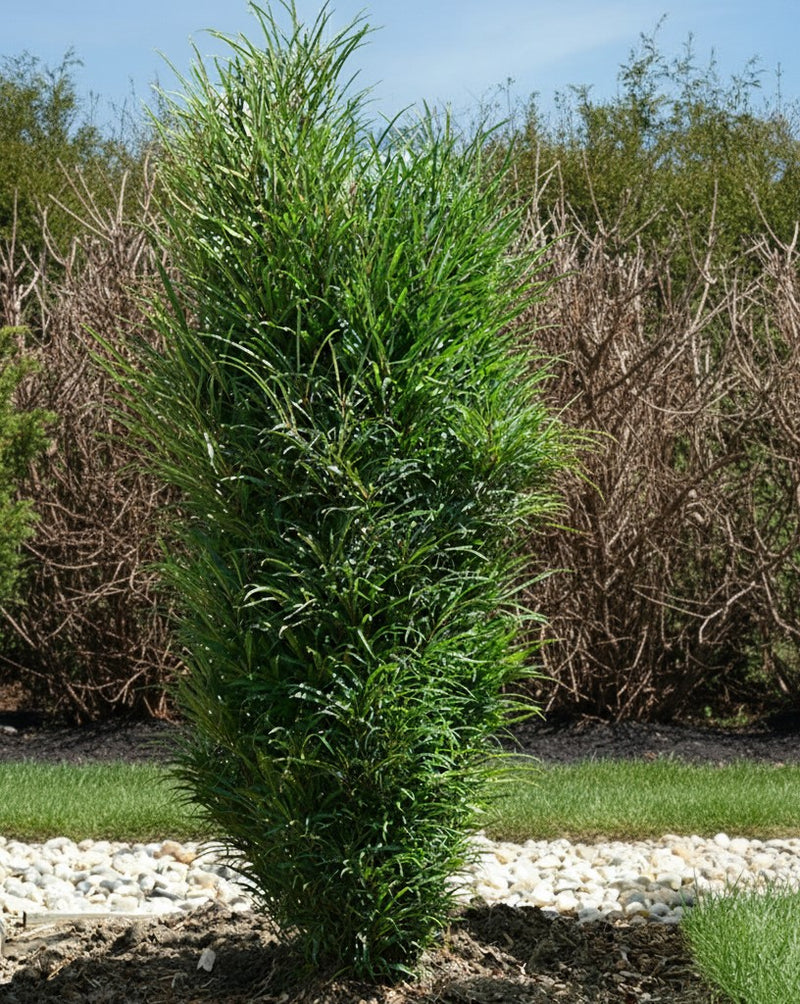 Farnblättiger Säulen-Faulbaum Fine Line mit schlanker, dichter grüner Belaubung in sonniger Gartenanlage.